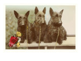 Three Scottie Dogs on Leashes