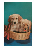 Cocker Spaniel Puppies in Basket
