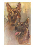 Two German Shepherds