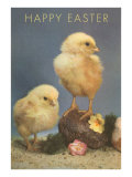 Chicks with Rock and Flowers