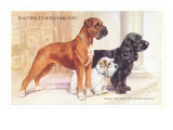 Boxer  Sealyham  Cocker Spaniel