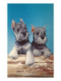 Two Schnauzer Puppies