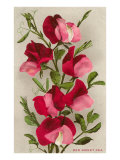 Red Sweet Peas