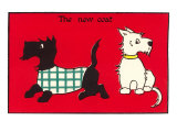 Black and White Terriers the New Coat