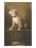 Pit Bull on Table with Collar