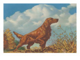 Pointer  Irish Setter