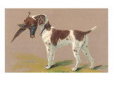German Short-Haired Pointer with Pheasant