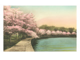 Cherry Blossoms by Tidal Basin