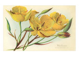 Yellow Mariposa Lily