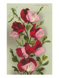Crimson Sweet Peas