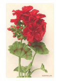 Geraniums