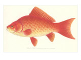 Goldfish