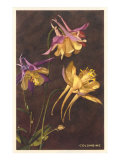 Columbine