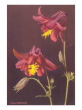 Columbine