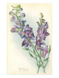 Wild Larkspur