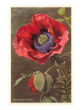 Bracted Poppy