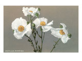 Matilija Poppies