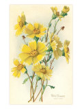 Yellow Wildflowers