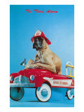 Great Dane in Toy Fire Wagon  Third Alarm