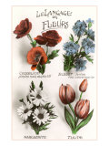 French Language of Flowers