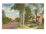 Palm-Lined Street  Orlando  Florida