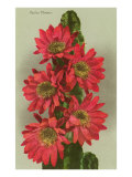 Red Cactus Flowers