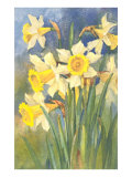 Daffodils