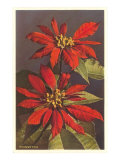 Poinsettias