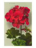Geranium