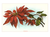 Poinsettia