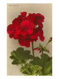 Geranium