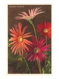 Gerber Daisies