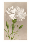 White Carnation