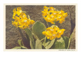 Golden Primrose