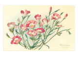 Ground Pink
