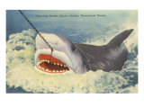 Catching a Shark  Marineland  Florida