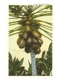 Papaya Tree  Florida
