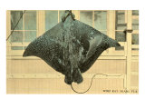 Whip Ray  Miami  Florida