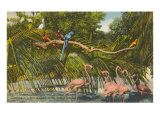 Macaws  Flamingos  Cockatoo  Florida