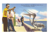 Feeding Pelicans  St Petersburg  Florida