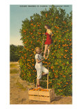 Ladies Picking Oranges  Florida