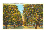 Orange Grove  Florida