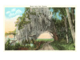 Royal Arch Oak  Florida