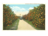 Orange Grove  Florida