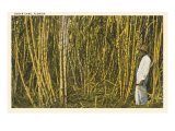 Sugar Cane  Florida