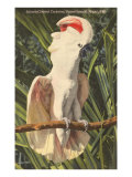 Salmon-Crested Cockatoo  Florida