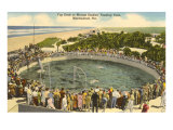 Porpoises Cavoting  Marineland  Florida
