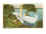 Snowy Egret  Myakka River State Park  Florida