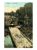 Alligator Farm  Florida