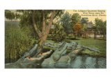 Alligator Quartet  Suwannee River  Florida
